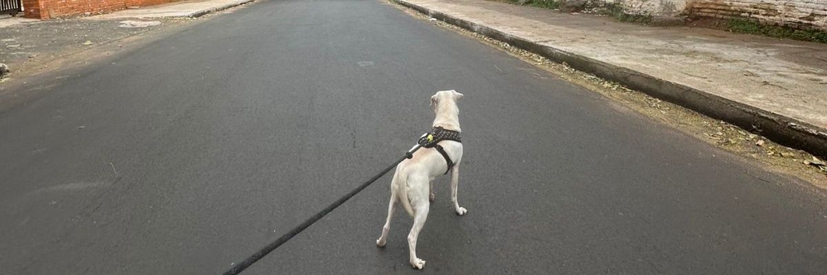 Federicojara's profile banner image