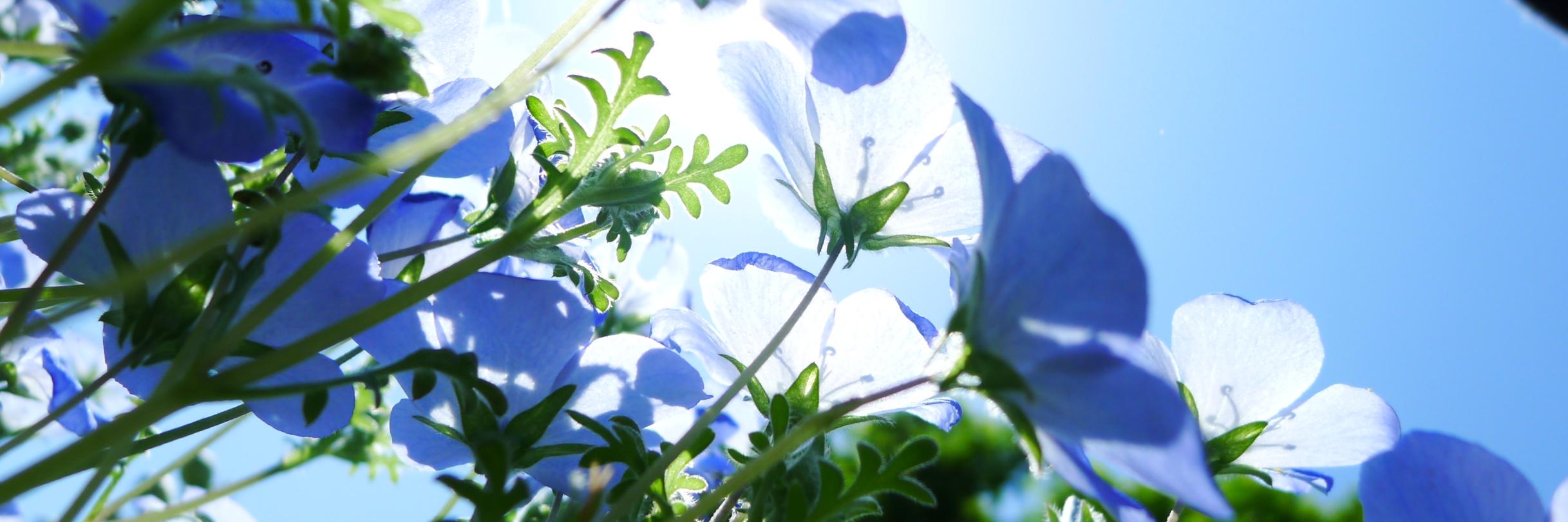 ichigo_bird's profile banner image