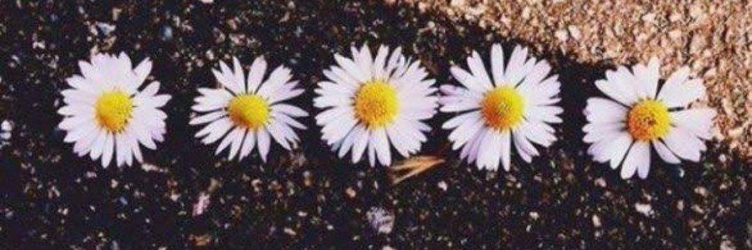 Lala_Vliese's profile banner image