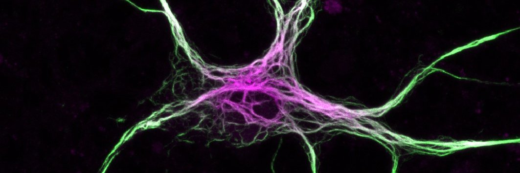 Ivana Nikić-Spiegel banner