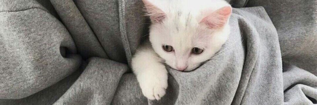 น้องแมวจามารับส่งจดหมายรับปรึกษาคุยเล่นเหมี๊ยว~ banner