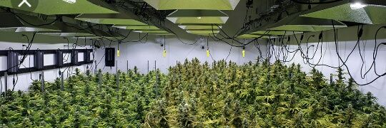 cannabis_cup's profile banner image
