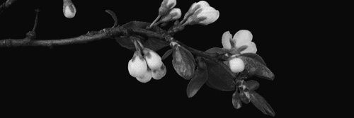 𝐋. banner