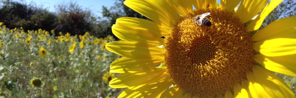 APAD CENTRE EST banner