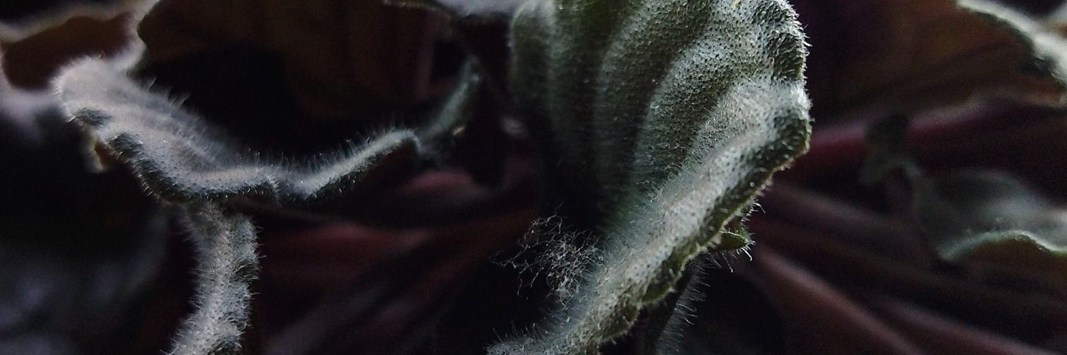 LjiljanaTim's profile banner image