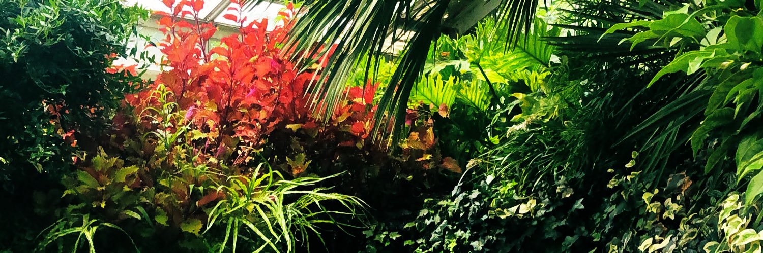 Emily Hashimoto-Roth banner