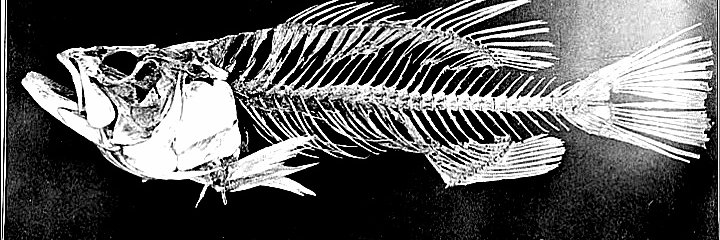mutican's profile banner image