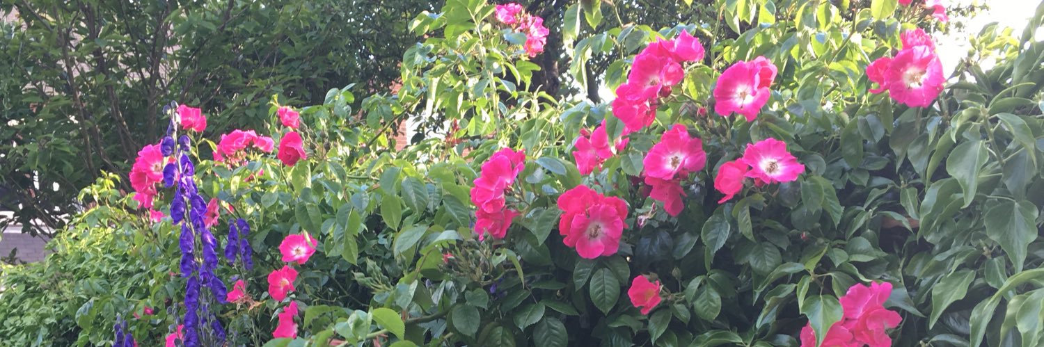 HelenHelhouse's profile banner image
