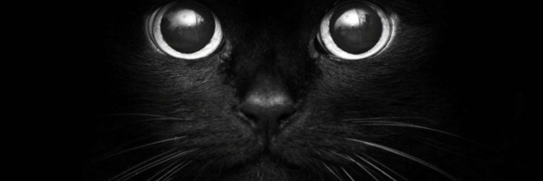 NathRoddrigues's profile banner image