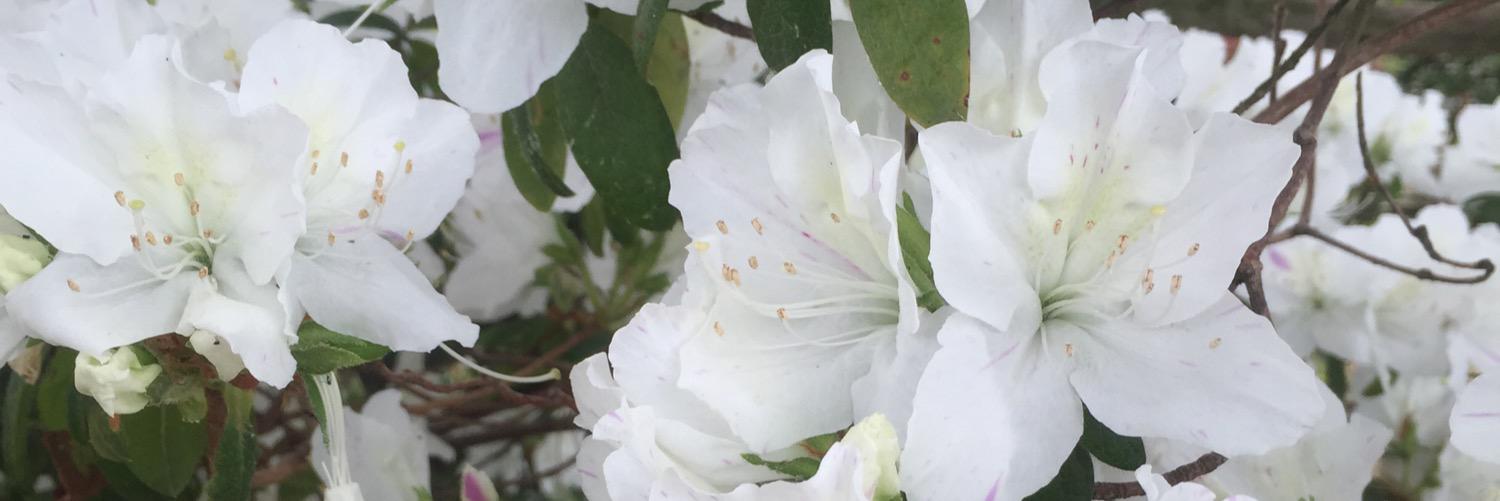 risa_pan2's profile banner image
