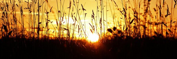 ProjectDaylight Profile Banner