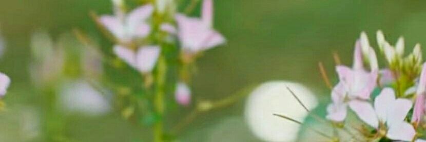 Chicchissyma's profile banner image