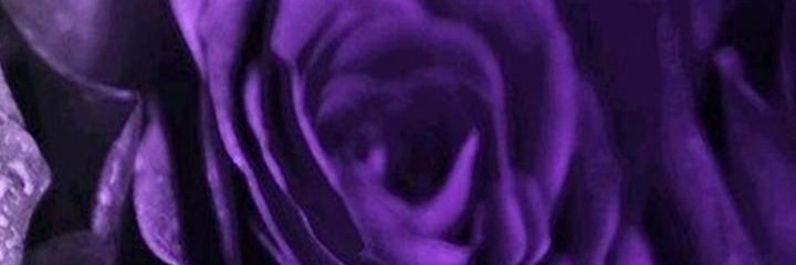 fizzy_lou's profile banner image