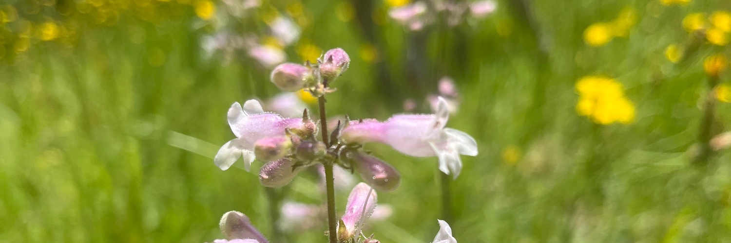 AdelineSurface's profile banner image