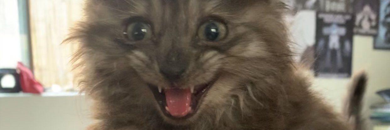 phoebeisstinky's profile banner image
