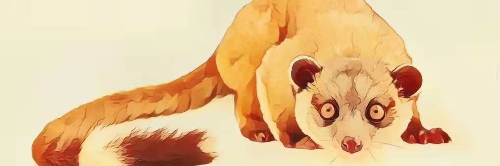 MBuboo banner