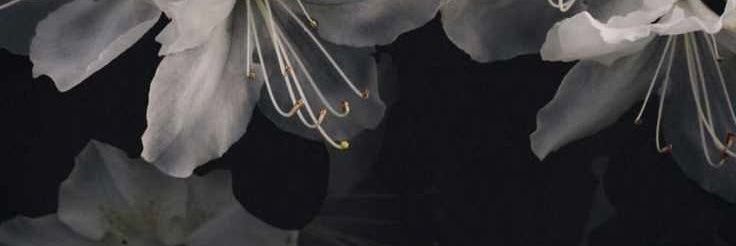 𝅄 banner
