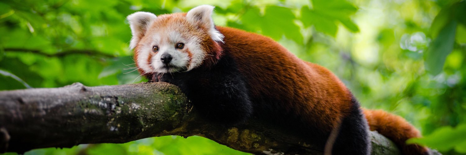 laurel banner