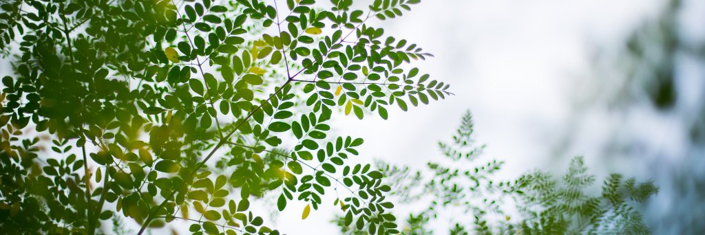 Lisa Curtis banner
