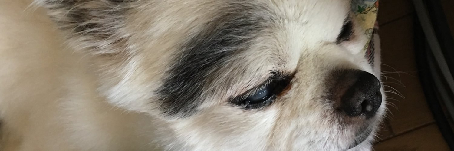 lili_chdo's profile banner image