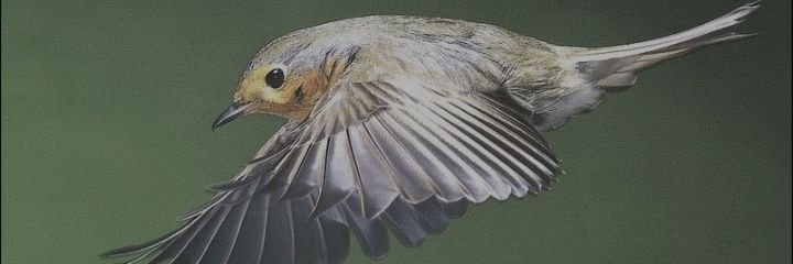 129Harava's profile banner image
