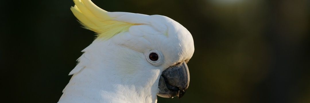 นกกระตั้ว🕊️ banner