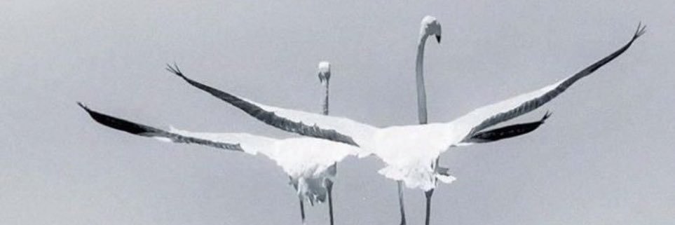 omgfaleh's profile banner image