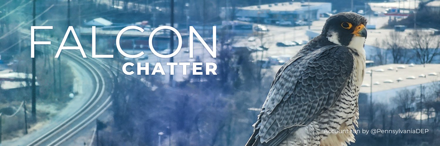 Falcon Chatter banner
