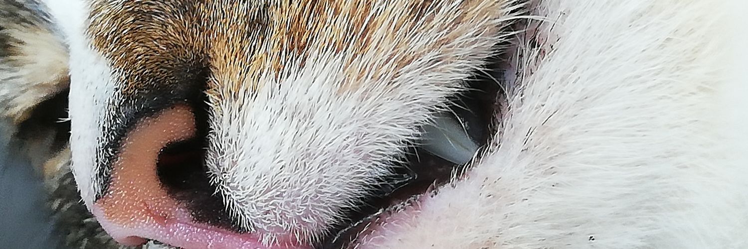 ebsa_mi's profile banner image