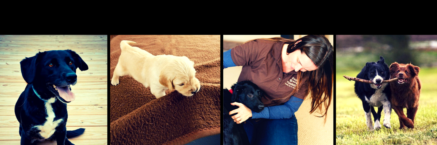 KimPawsnPoss's profile banner image