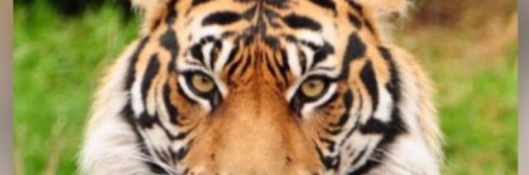 CANTONSM's profile banner image