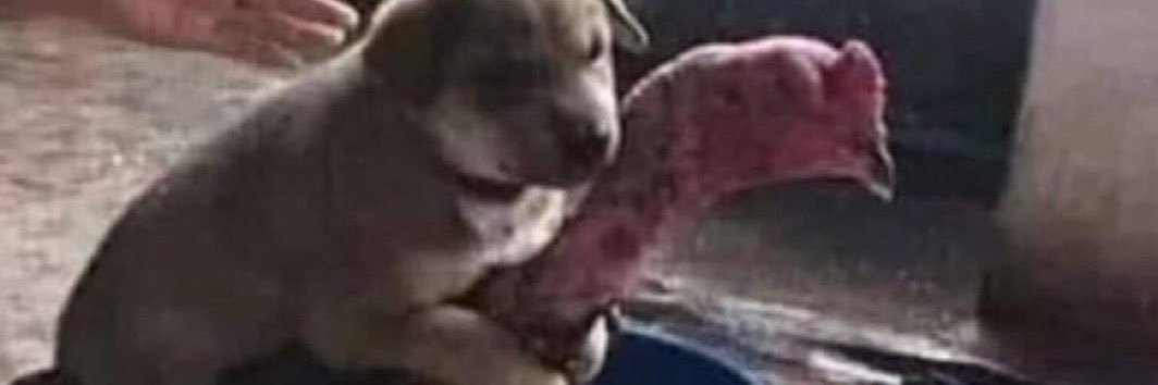 noeli 🥂🍍🐉💋 banner