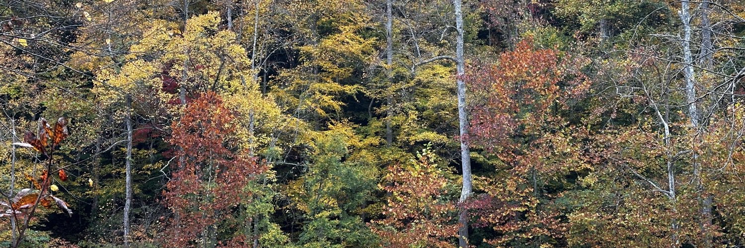 Brice Lambert banner