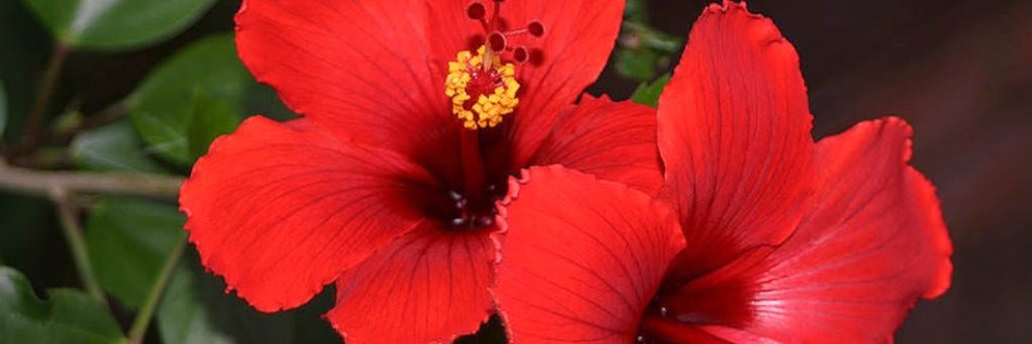 MissMH971's profile banner image