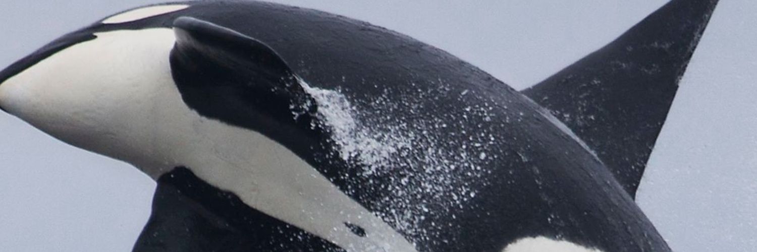 rivera_togabe's profile banner image