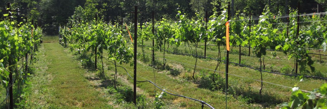 StonefieldWines's profile banner image