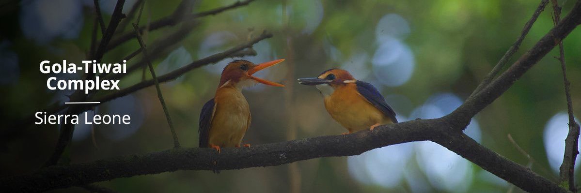 Michael Imran Kanu, SJD banner
