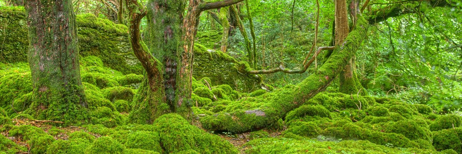 Klinkk 🌲 banner
