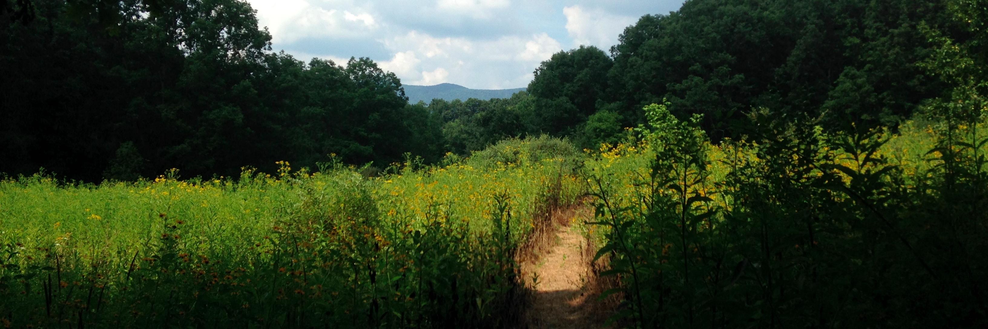 Jonathan Corcoran banner