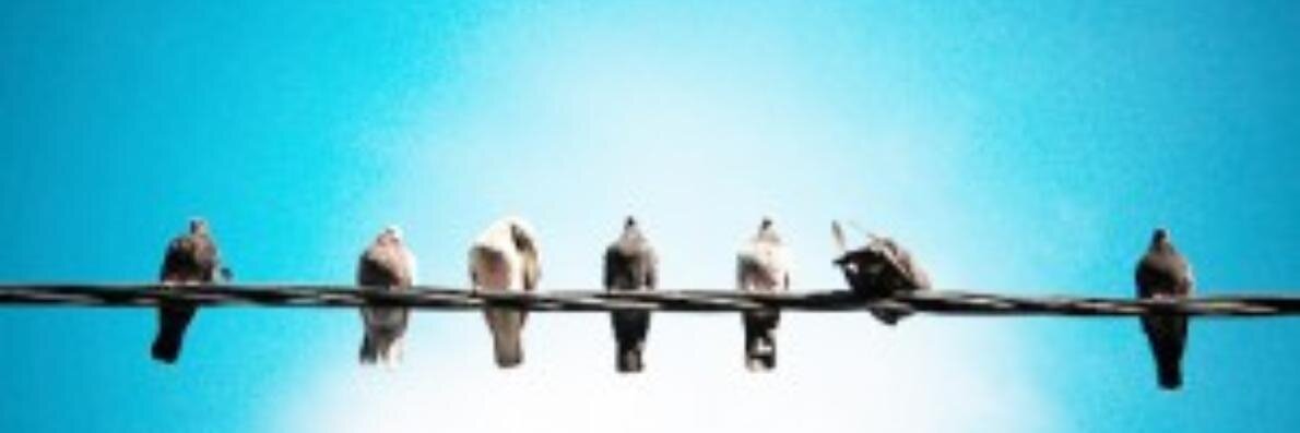 Strength Collective banner