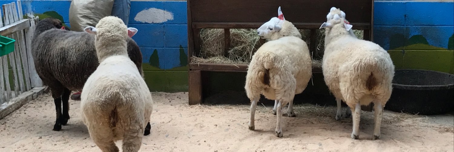 𝙺𝚊𝚗𝚊 banner