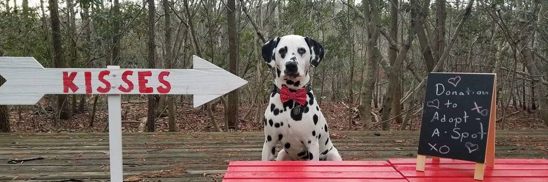 Jeannie Power, CMP banner