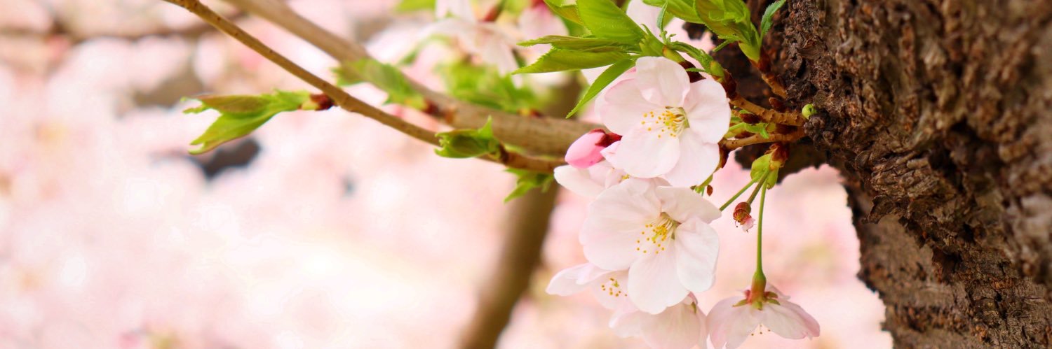茄茅-Nachi-@取引用 banner