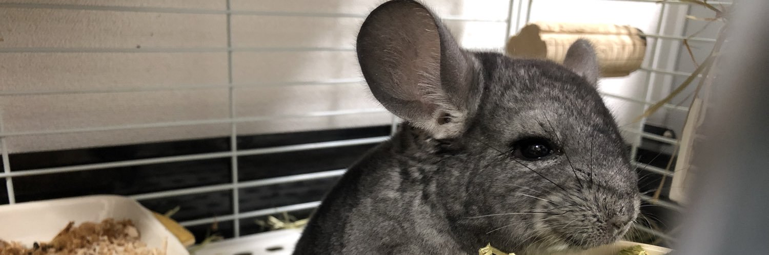 Chinchilla238's profile banner image