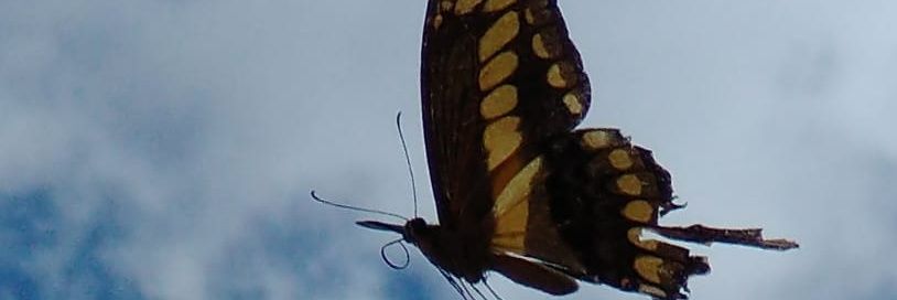 ligue 102 para informações banner