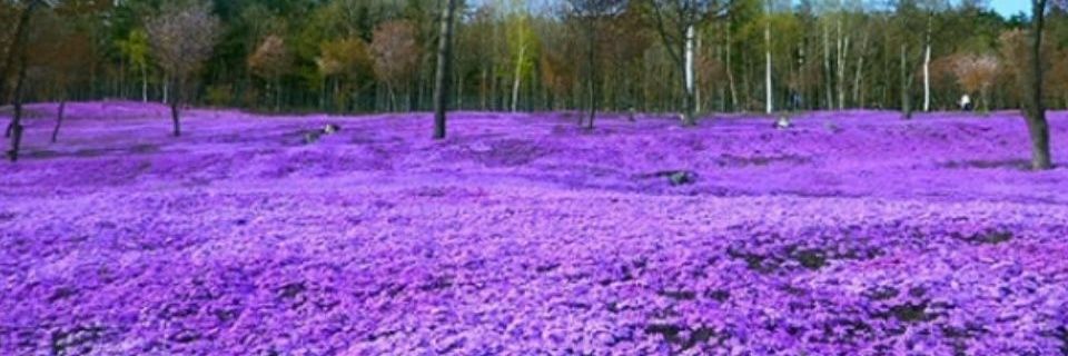 PurpleDaySpain's profile banner image