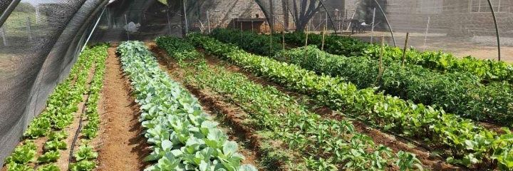 Thulanihadebe's profile banner image