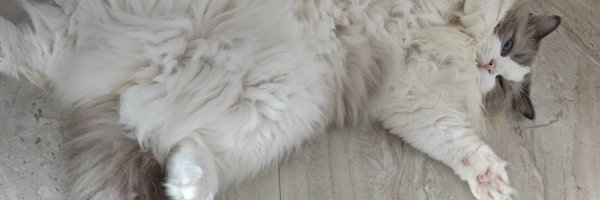 tongjun88 Profile Banner