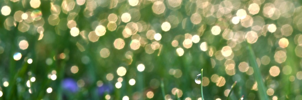 shellyD's profile banner image