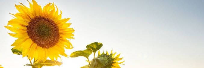 bugsegezgin's profile banner image